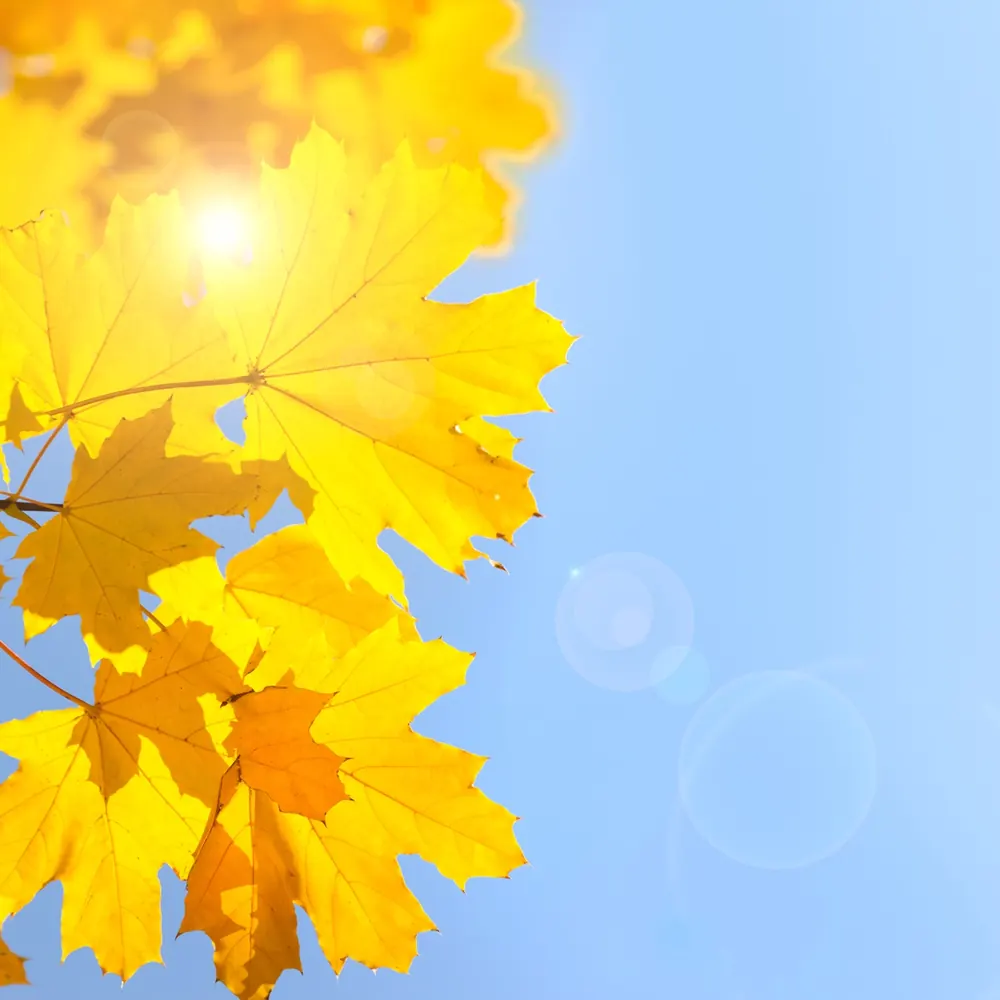 Herbstlaub vor blauem Himmel – Sinnbild für persönliches Wachstum